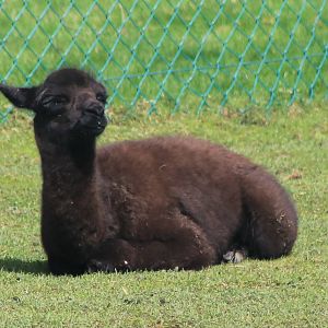 alpaca
