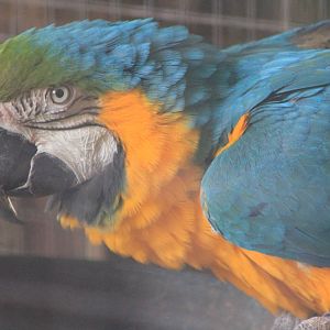 blue-and-gold macaw