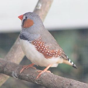 zebra finch