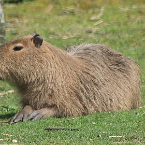 capybara