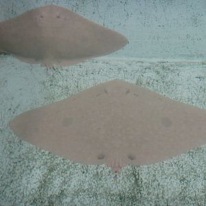 Butterfly Rays