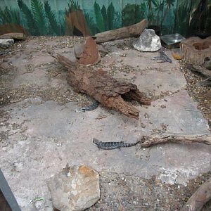 Bluetongue Skink enclosure