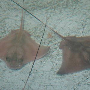 Young Eagle Rays