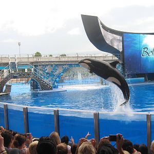 Jul. 2010-Killer Whale