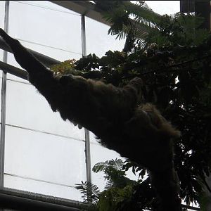 Apr. 2011-Moe-Linnaeus's Two-toed Sloth