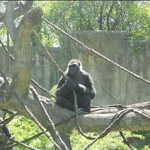 Apr. 2011-Bakari + Muke