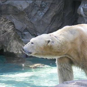 Apr. 2011-Polar Bear