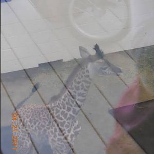 Apr. 2011-Zuri-Masai Giraffe