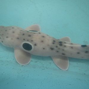 Epaulette Shark