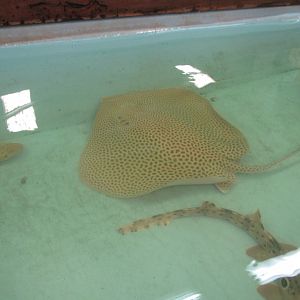 Leopard Ray