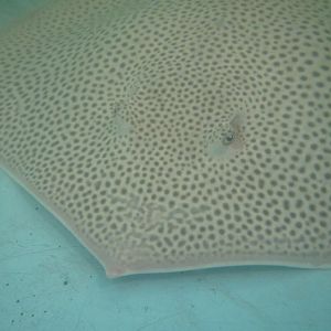 Leopard Ray
