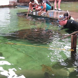 Large 300kg Stingray meets a member of the public