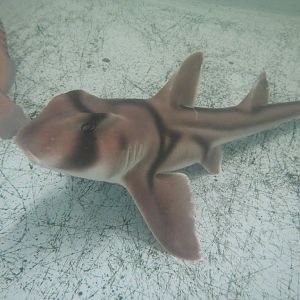 Port Jackson Shark