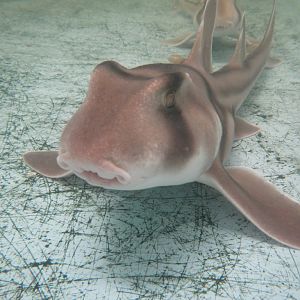 Port Jackson Shark
