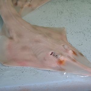 Shovelnosed Ray
