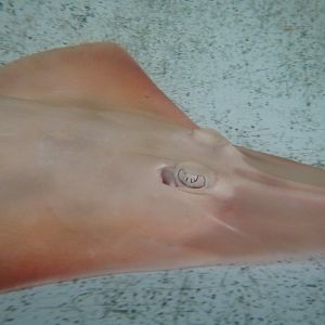 Shovelnosed Ray
