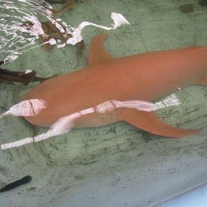 Tawny Nurse Shark