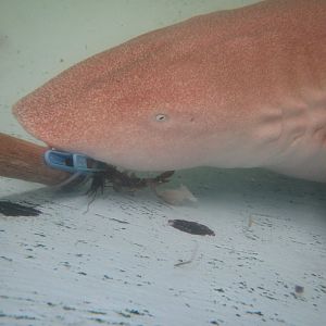 Tawny Nurse Shark having a feed
