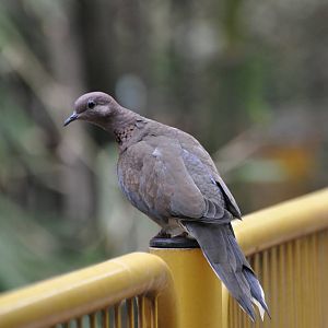 Laughing dove / Streptopelia senegalensis