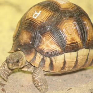 ploughshare tortoise