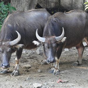 Carabao / Bubalus bubalis carabanesis