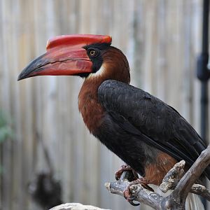 Rufous hornbill/ Buceros hydrocorax hydrocorax