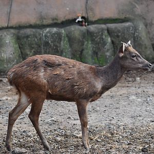 Philippine brown deer / Rusa marianna