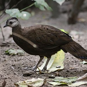 Female Palawan Peacock-Pheasant (Polyplectron emphanum/Polyplectron napoleo