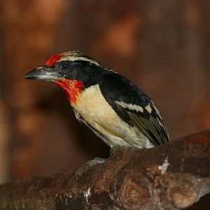 Black-spotted Barbet (Capito niger)