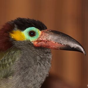 Guianan Toucanet (Selenidera culik) female