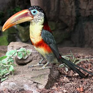 Curl-crested Aracari (Pteroglossus beauharnaesii)