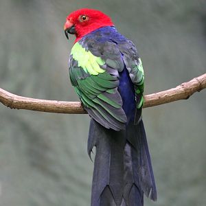 Green-winged King Parrot (Alisterus chloropterus moszkowski)