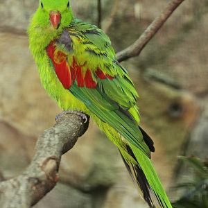Timor Red-winged Parrot (Aprosmictus jonquillaceus)