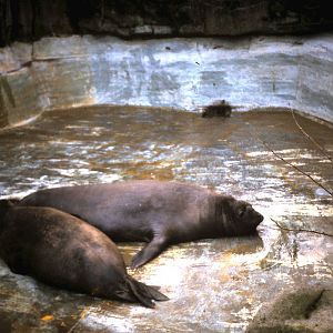 pair of sea-elephants