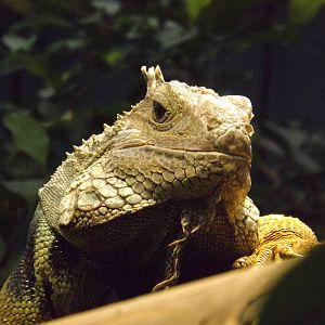 Colchester Zoo 04/01/13