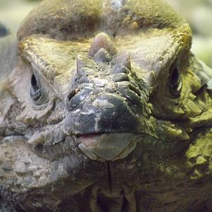 Colchester Zoo 04/01/13