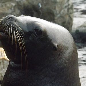 Colchester Zoo 04/01/13