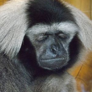 Colchester Zoo 04/01/13