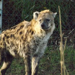 Colchester Zoo 04/01/13