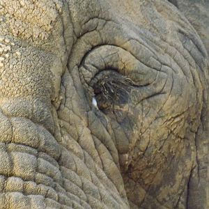 Colchester Zoo 04/01/13