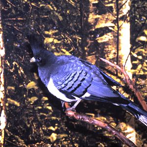 white-bellied go-a-way bird