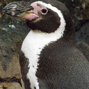 Colchester Zoo 04/01/13