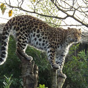 Colchester Zoo 04/01/13