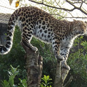 Colchester Zoo 04/01/13