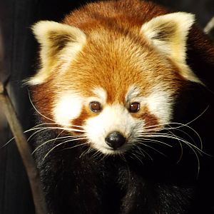 Colchester Zoo 04/01/13