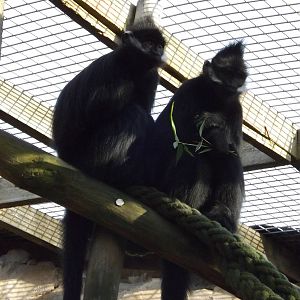 Colchester Zoo 04/01/13