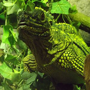 Colchester Zoo 04/01/13