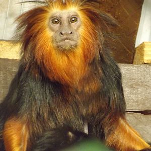 Colchester Zoo 04/01/13