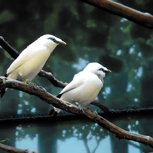 Reptile House - Bali Mynahs