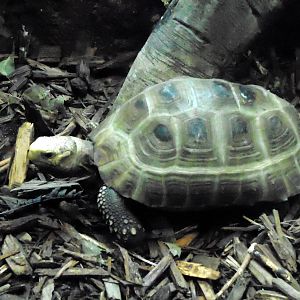 Reptile House - Elongated Tortoise